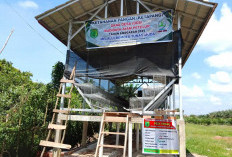  Paket Sembako Anak Stunting,  Budidaya Ayam Petelur