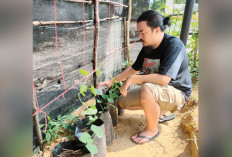  Salurkan Hobi Tanam Melon, Warga Lahat Manfaatkan Halaman Rumah