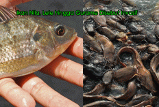 Fakta Mengejutkan! Ikan Nila, Lele hingga Gurame Disebut Invasif, Benarkah Mengancam Ekosistem?