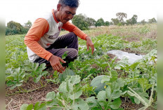 Tanam Semangka Bergantian dengan Jagung