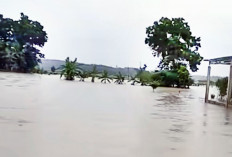 Banjir Melanda OKU Timur-Empat Lawang, Sawah Baru Tanam Tempat Wisata Jadi Korban