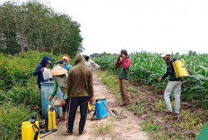 Insektisida Berbahan Aktif Emamektin Benzoat, Basmi Ulat Grayak pada Daun Jagung