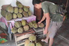 Dibalik Bau yang Menyengat, Ternyata Durian juga Bermanfaat buat Kesehatan