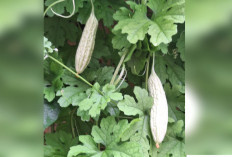 Pekarangan Jadi Kebun, Warga Palembang Rasakan Manfaat GSMP