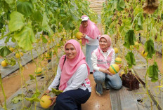 Perkuat Ketahanan Pangan dan Ekonomi Desa, KWT Mekar Arum Panen Perdana Melon Program Srikandi Movement