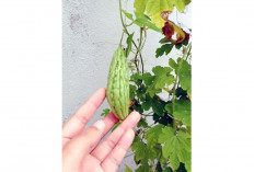 Hanya untuk Konsumsi Sendiri