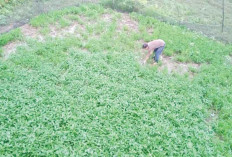 Musim Hujan Manfaatkan Lahan Tanami Kangkung