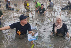 Mangrove untuk Masa Depan: Langkah Proaktif Provinsi Sumatera Selatan dalam Pelestarian Ekosistem Pesisir