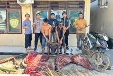 Bikin Resah, Komplotan Pencuri Sapi Beraksi Jelang Iduladha