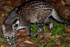 Cara Ampuh Mengusir Musang dari Plafon Rumah Tanpa Merusak