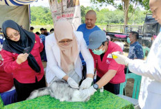 Empat Lawang Darurat Rabies, Januari- Agustus Terjadi  214 Kasus, Satu Korban Meninggal