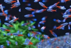 5 Manfaat Memelihara Ikan Neon Tetra dalam Akuarium Anda: Salah Satunya.Bisa Raup Cuan!