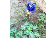 Rasakan Manfaat Kebun Cabai Rawit