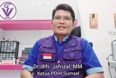 HEBOH! Wabah Penyakit Sapi Ngorok di Sumatera Selatan, Ini Tanggapan Ahli Penyakit Hewan