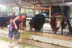 Mandikan Sapi Sehari Dua Kali, Bersih Sakral untuk Kurban, Aktivitas Pegawai Rumah 54P1 H Edi Jelang Iduladha 