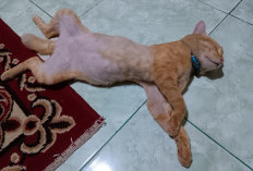 5 Perilaku Kucing yang Membuat Tidurnya Nyaman