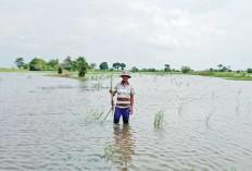 Intensitas Hujan Tinggi, Desa di Kecamatan Ini Menunda Penanaman 