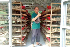 Berawal dari Hobi Kini Jadi Ladang Rezeki, Kisah Agus sang Peternak Puyuh di Desa Darmo