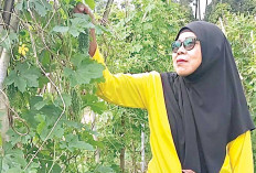 Hasil Banyak Dijual ke Pasar