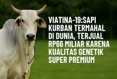 Viatina-19: Sapi Kurban Termahal di Dunia, Terjual Rp66 Miliar karena Kualitas Genetik Super Premium