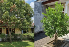 Rahasia Halaman Asri Tanpa Paving Rusak, Tanam 7 Pohon Buah Ini