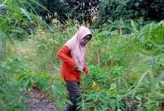 Warga Tanjung Rancing Sulap Lahan Kosong Jadi Kebun Subur, Ubi Kayu Tangguh di Tengah Terong yang Layu