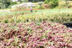 Masa Panen Bawang Merah di Kabupaten OKU,  Rawan ‘Serangan’ Jamur, Harga Jual Tingkat Petani Rp40 Ribu/Kg