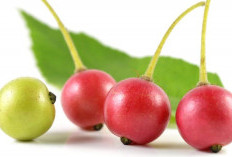 Buah Seri: Si Kecil Merah yang Menyimpan Segudang Manfaat untuk Kesehatan