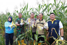 Panen Jagung Jelang Tahun Baru, Pemkot Prabumulih Dorong Ketahanan Pangan Lokal