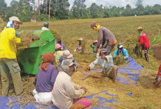 Kenaikan HPH Tak Pengaruhi Petani