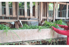 Kiwan, Peternak Kambing Asal Lubuklinggau yang Sukses Ubah Hobi Jadi Sumber Penghasilan