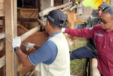 Kebutuhan Daging Meningkat Jelang Lebaran, Diskanak OKU Timur Vaksin 5.000 Ternak