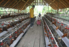 Cor Semua Jalan Lorong,  Budidaya Ayam Petelur