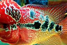 Para Pencinta Ikan Wajib Tahu, Inilah 8 Cara Merawat Ikan Louhan yang Baik dan Benar