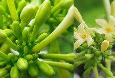 Bunga Pepaya, Sayuran Kecil yang Kaya Antioksidan dan Vitamin! Ini Bukti Ilmiahnya