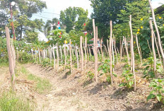 Berikan Tambahan Penghasilan, Lahan Sempit Jadi Kebun Cabai