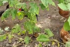 Manfaat Beternak Ayam Ras Petelur Cokelat di Pekarangan Rumah