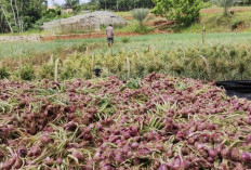 Petani Bawang Merah Khawatirkan Serangan Jamur di Musim Hujan