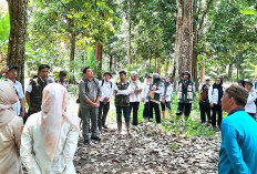 Jamur Patogen Serang Pohon Duku Sumsel