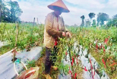 Petani Cabai OKU Timur Panen 10 Ton per Hektare, Harga Tembus Rp28 Ribu per Kilo