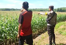 Petani Karang Jaya Tanam Jagung, Polsek Belitang II Dampingi