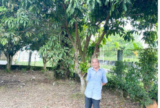 Jadikan Lahan Sumber Pangan Alternatif, Kantor Lurah Tanam Durian hingga Mangga