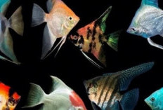 Ikan Manfish: Benarkah Jadi Simbol Keberuntungan dalam Budaya Tionghoa? Ini Jawabannya!