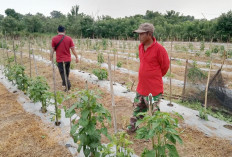 Budidaya Cabe Setan di Iklim Tropis 