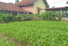 Tak Perlu Bawa ke Pasar, Pengepul Datang Sendiri