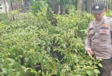 50 Batang Cabai Rawit di Desa Cengal Siap Dipanen, Hasil Akan Dibagikan ke Warga