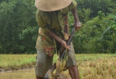 Inilah Cara untuk Memilih Cangkul, Petani Wajib Baca Nih