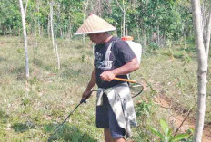 Mandihan Andalkan Kebun Karet 1,5 Hektare di Prabumulih untuk Tabungan Hari Tua