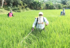 Mudah Didapat, Aman bagi Lingkungan, Atasi Keong Mas Gunakan Daun Pepaya dan Buah Maja