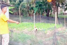Lahan Sempit, Bisa Hasilkan Duit